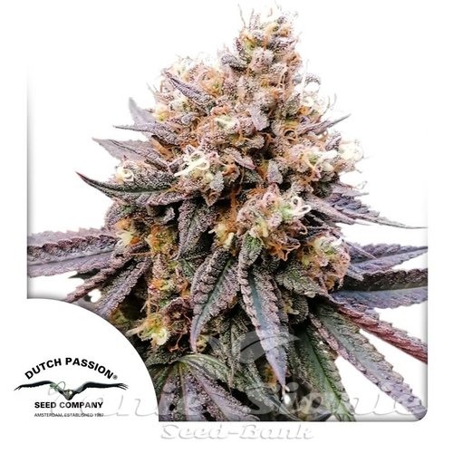 Nasiona Marihuany GMO FAST - DUTCH PASSION