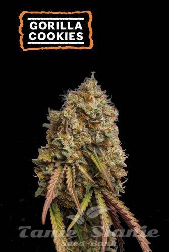 Gorilla Cookies - SEED STOCKERS