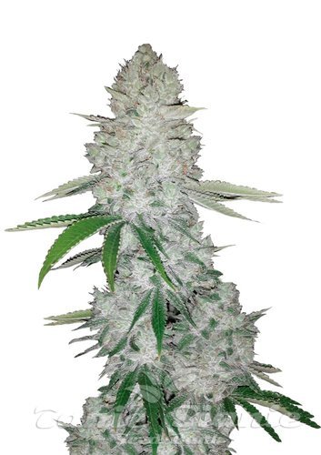 Nasiona Marihuany Gorilla Glue Auto - FASTBUDS
