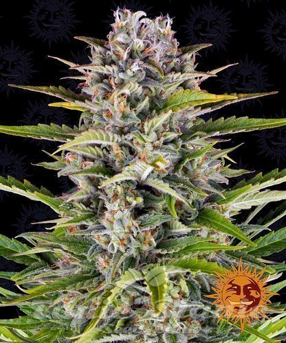 Nasiona Marihuany Gorilla Zkittlez Auto - BARNEY'S FARM