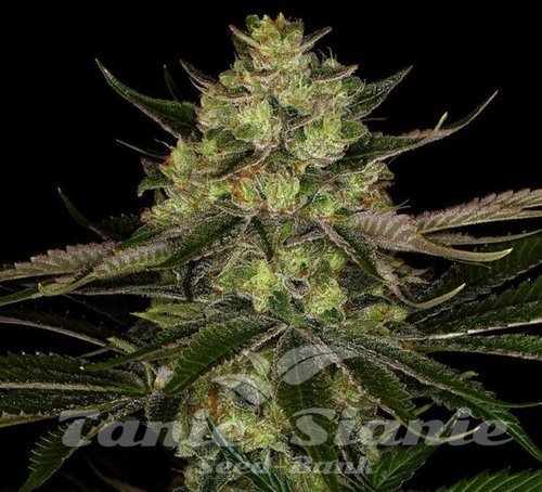 Gorilla Zkittlez - BIOGENETIC