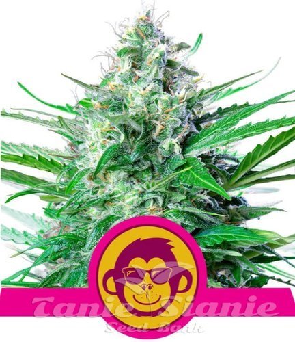 Nasiona Marihuany Grape Ape - ROYAL QUEEN SEEDS
