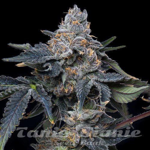 Grape Z x Hollywood - COOKIES SEEDS