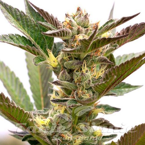 Grapefruit Auto
