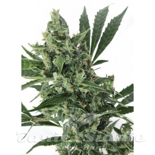 Nasiona Marihuany Med Gom 1.0 - GRASS-O-MATIC