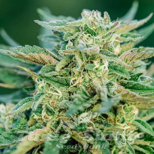 Grease Gun Auto - ATLAS SEEDS