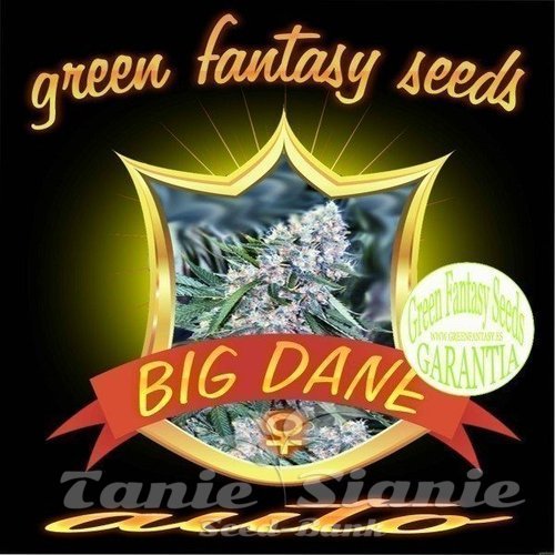 Nasiona Marihuany Auto Big Dane - GREEN FANTASY SEEDS