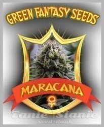 Nasiona Marihuany Maracana - GREEN FANTASY SEEDS