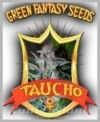 Nasiona Marihuany Taucho - GREEN FANTASY SEEDS