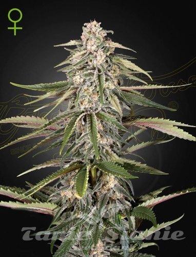 Nasiona Marihuany Green O Matic - GREEN HOUSE SEEDS