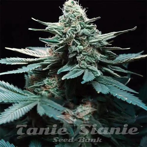 Green Poison F1 Auto 