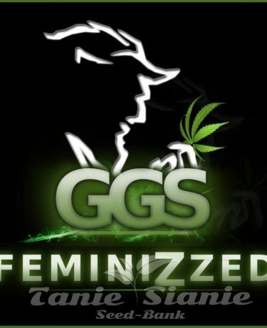 Nasiona Marihuany Grzech Grow Seeds - Guerilla Gold x Auto Mazar (Fast Version)