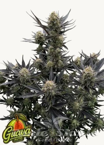 Nasiona Marihuany Guava Auto RF3 - FASTBUDS