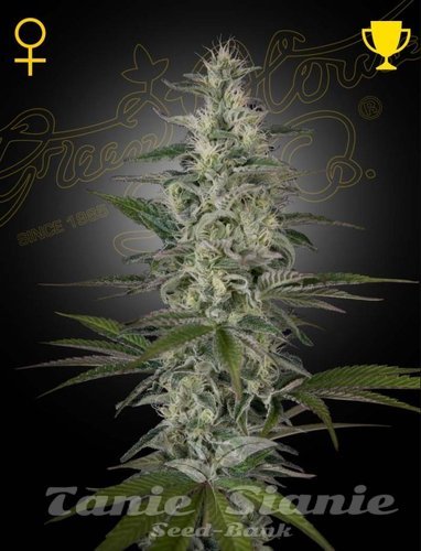 Nasiona Marihuany Hawaiian Snow - GREEN HOUSE SEEDS