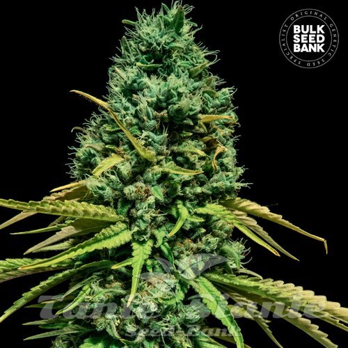 Nasiona Marihuany Hell Bells OG - BULK SEED BANK