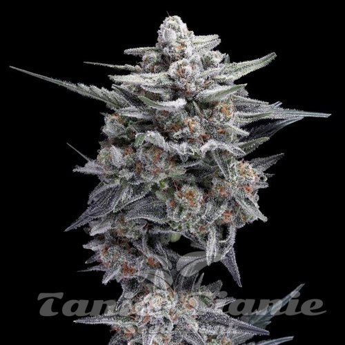 Nasiona Marihuany HG23 AKA Michael Jordan - DNA GENETICS