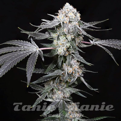 High Society - COMPOUND GENETICS