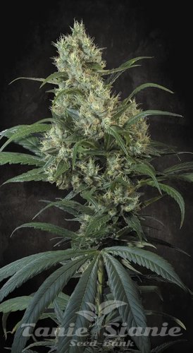 Nasiona Marihuany Highway 66 - PARADISE SEEDS