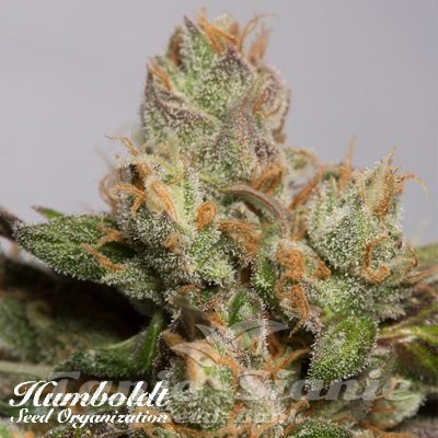 Nasiona Marihuany 707 Truthband by Emerald Mountain - HUMBOLDT SEED