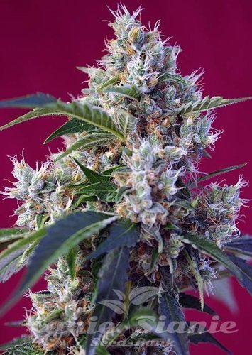 Nasiona Marihuany Indigo Berry Kush - SWEET SEEDS