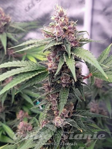 Nasiona Marihuany Island Punch Auto - THE CALI CONNECTION