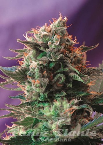 Nasiona Marihuany Jack 47 Fast Version - SWEET SEEDS