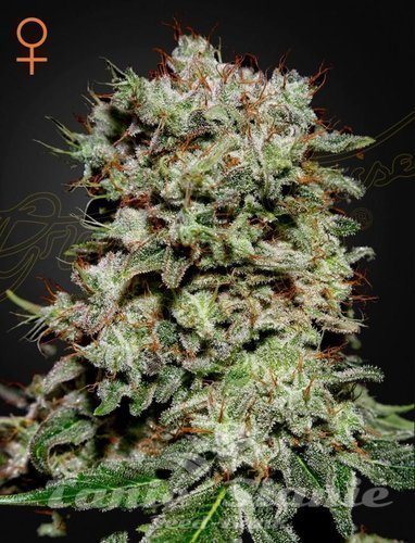 Nasiona Marihuany Kalashnikova - GREEN HOUSE SEEDS