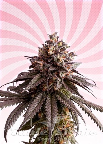 Nasiona Marihuany Gelato-K - KANNABIA SEED