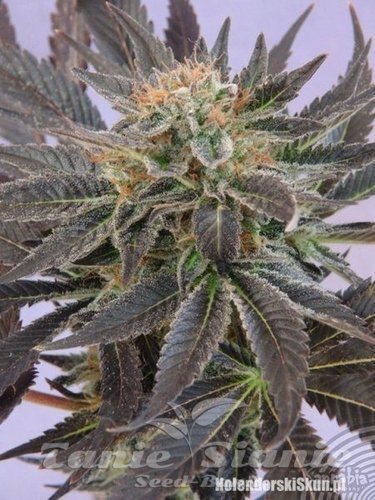 Nasiona Marihuany Pato #1 - KANNABIA SEED