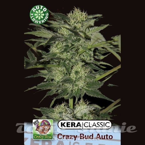 Nasiona Marihuany Crazy Bud - KERA SEEDS