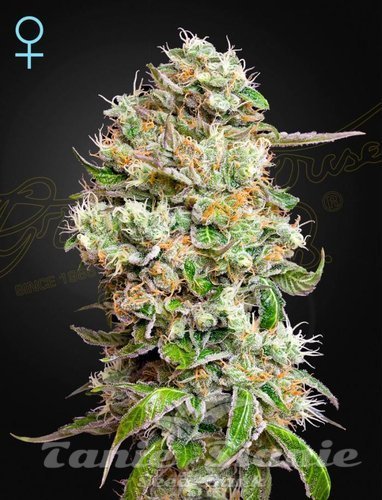 Nasiona Marihuany King's Kush Auto CBD - GREEN HOUSE SEEDS