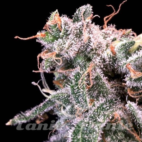 Kombucha Cream - ATLAS SEEDS