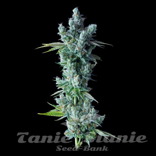 Nasiona Marihuany Kosher Dawg - DNA GENETICS
