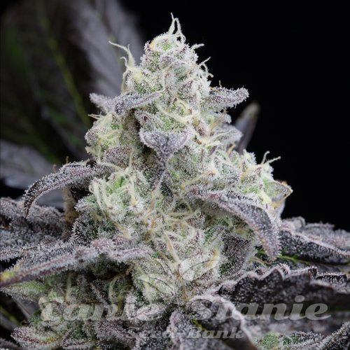 L.A Vanilla Cake - SILENT SEEDS
