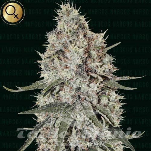 La Catedral - NARCOS SEEDS