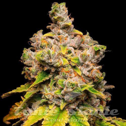 Lemon Cherry Sherb - COOKIES SEEDS