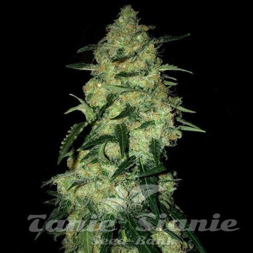 Lemon Kush F1
