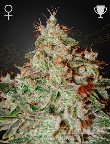 Nasiona Marihuany Lemon Skunk - GREEN HOUSE SEEDS