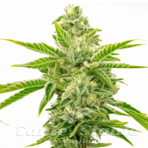 Lemon Tree x Channel Kush