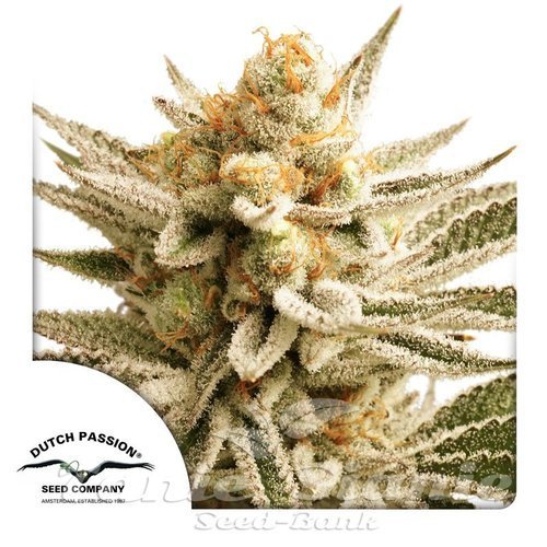 Nasiona Marihuany Lemon Z - DUTCH PASSION