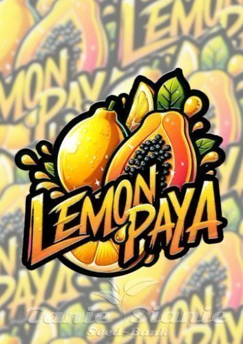 Nasiona Marihuany Lemonpaya - FASTBUDS