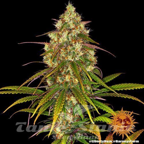 Nasiona Marihuany Liberty Haze - BARNEY’S FARM