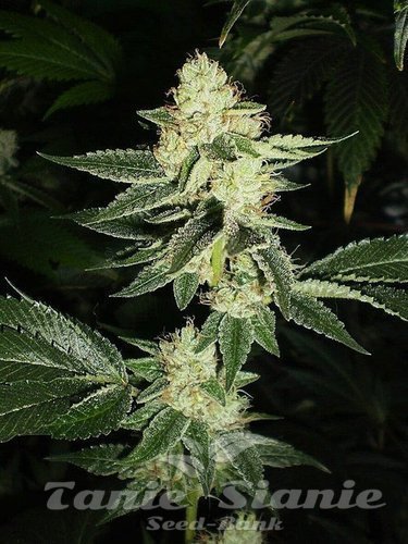 Nasiona Marihuany Louis XIII OG - THE CALI CONNECTION