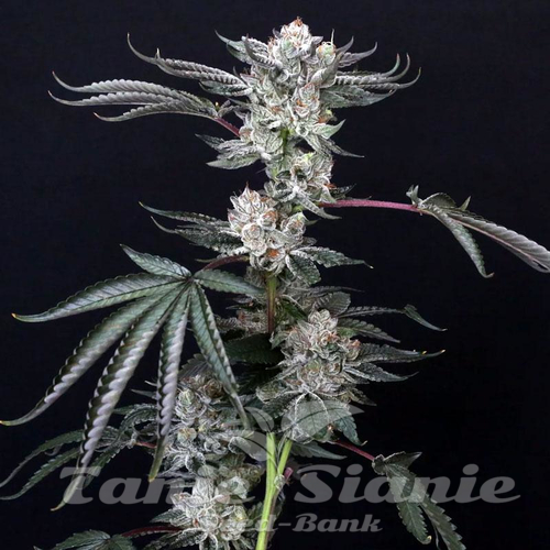Luxar Dos - COMPOUND GENETICS