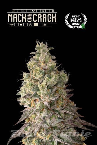 Mac & Crack Auto - SEED STOCKERS