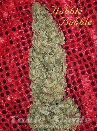 Nasiona Marihuany Hubble Bubble - MANDALA SEEDS