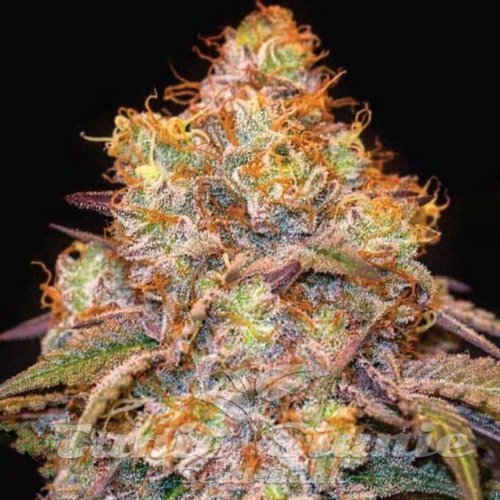 Mandarin Cookies