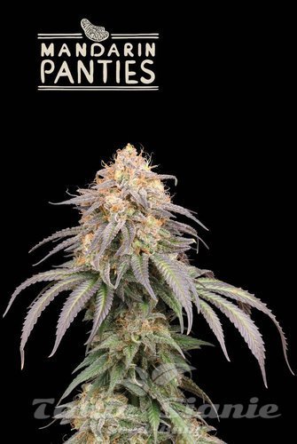 Mandarin Panties Auto - SEED STOCKERS