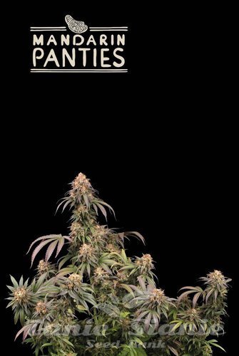 Mandarin Panties - SEED STOCKERS
