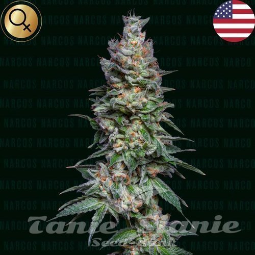 Medellin Mints - NARCOS SEEDS